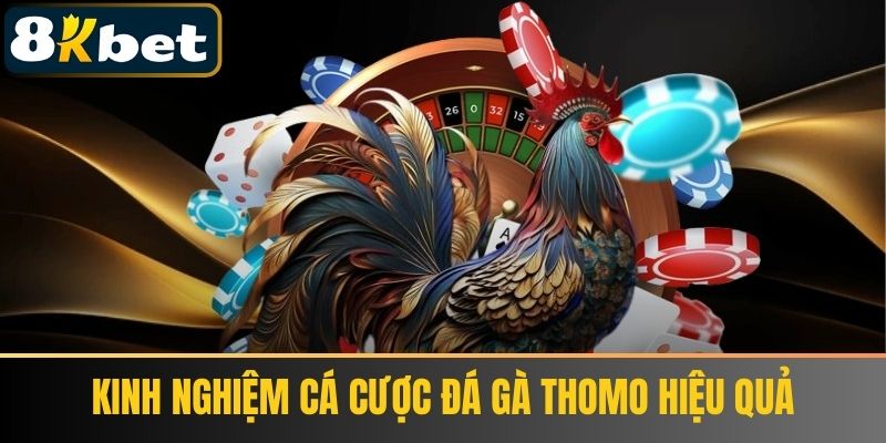 Kinh nghiệm cá cược đá gà Thomo hiệu quả