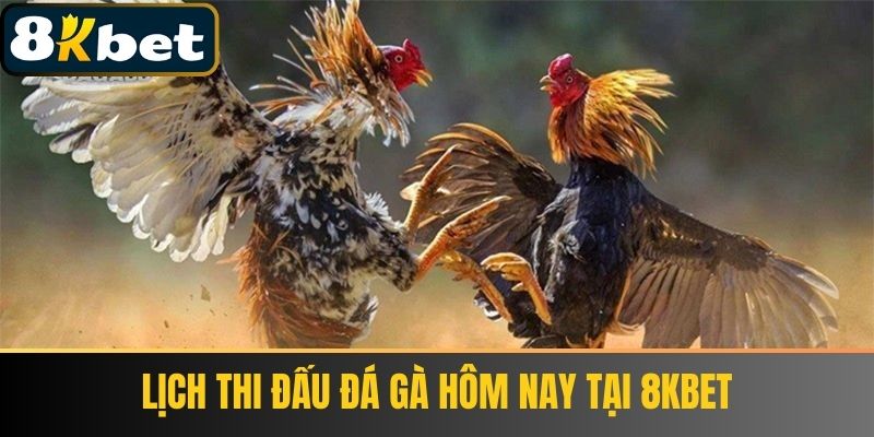 Lịch Thi Đấu Đá Gà Hôm Nay Tại 8KBET