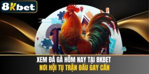 Xem Đá Gà Hôm Nay Tại 8KBET - Hội Tụ Trận Đấu Gay Cấn