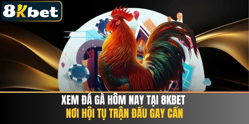 Xem Đá Gà Hôm Nay Tại 8KBET - Hội Tụ Trận Đấu Gay Cấn